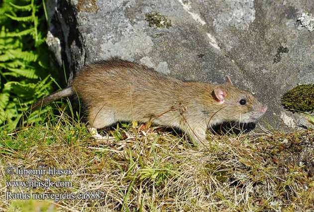 Roedores Urbanos (Ratas & Ratones)